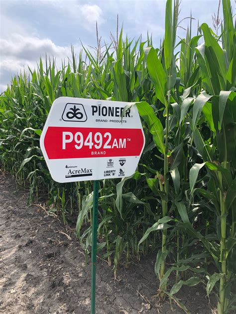 Dupont pioneer seeds. Things To Know About Dupont pioneer seeds. 